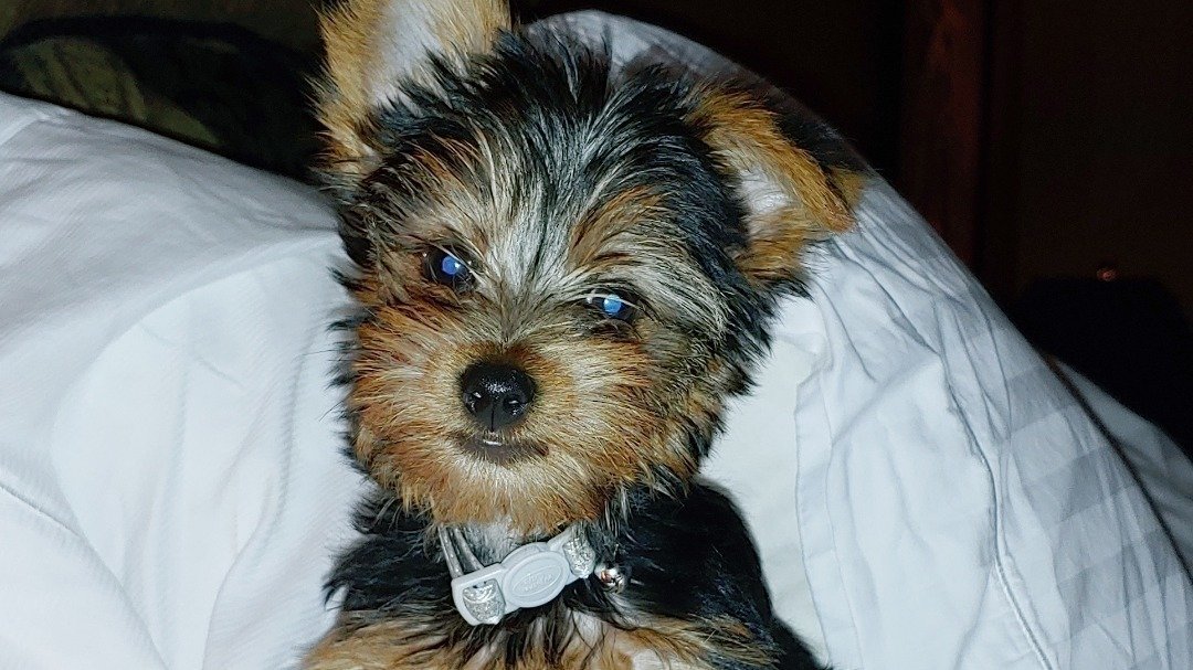 Petition · Allow Dogs 20 pounds and under at CBW United States