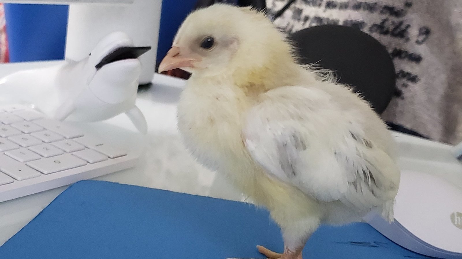 Petition · Change the restrictions on chickens United States ·