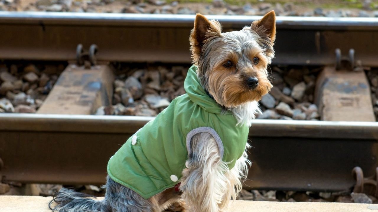 Petition · Allow dogs to travel on Sydney Trains Australia ·