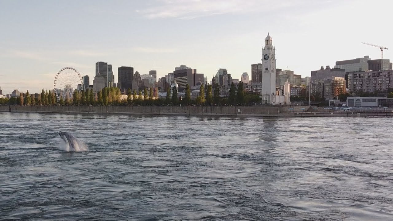 Petition · Interdiction du trafic maritime non essentiel sur le fleuve StLaurent à Montréal Petition · Interdiction du trafic maritime non essentiel sur le fleuve StLaurent à Montréal