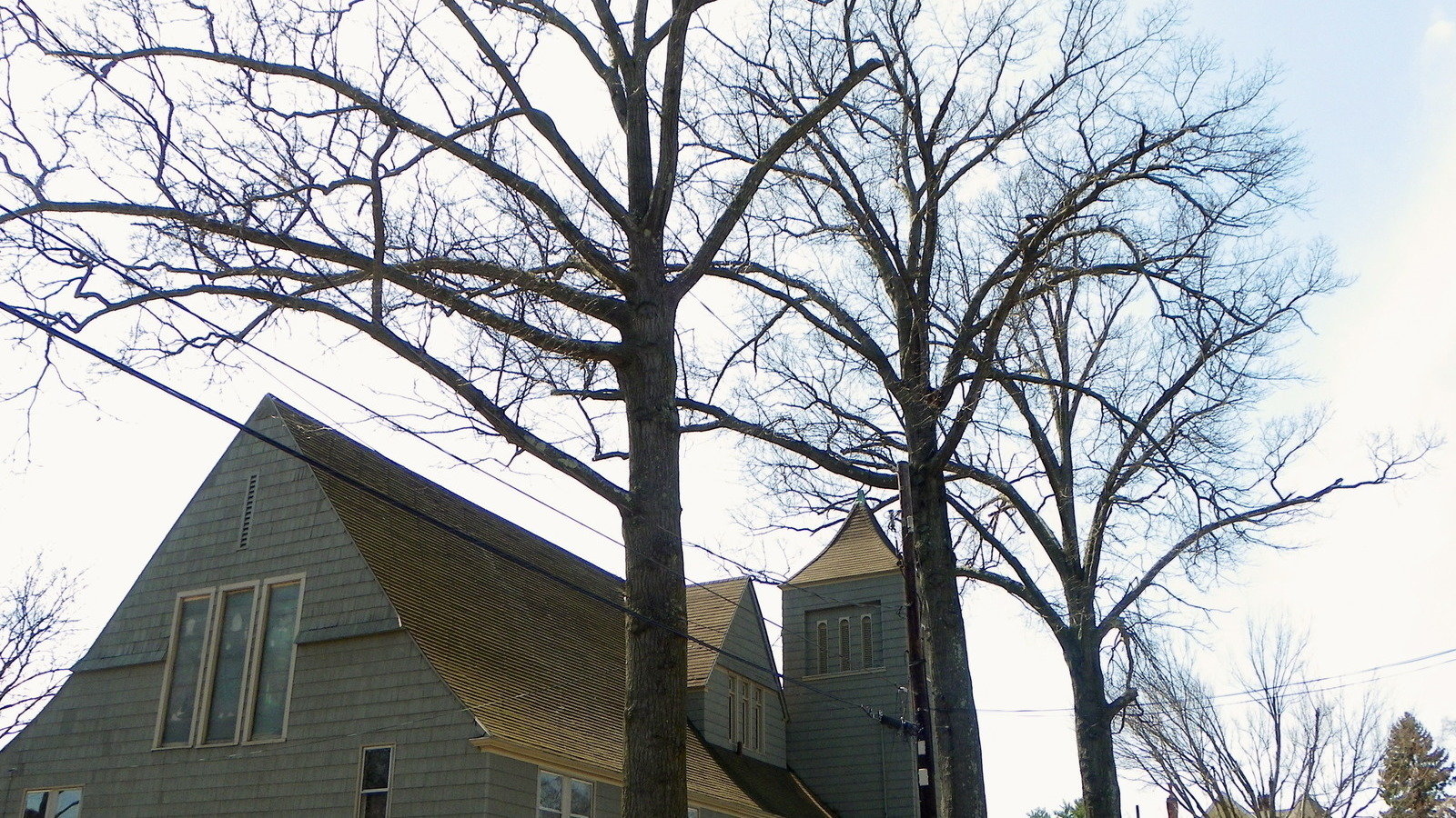 Petition · Save Amherst's Mighty Oak Tree - United States · Change.org