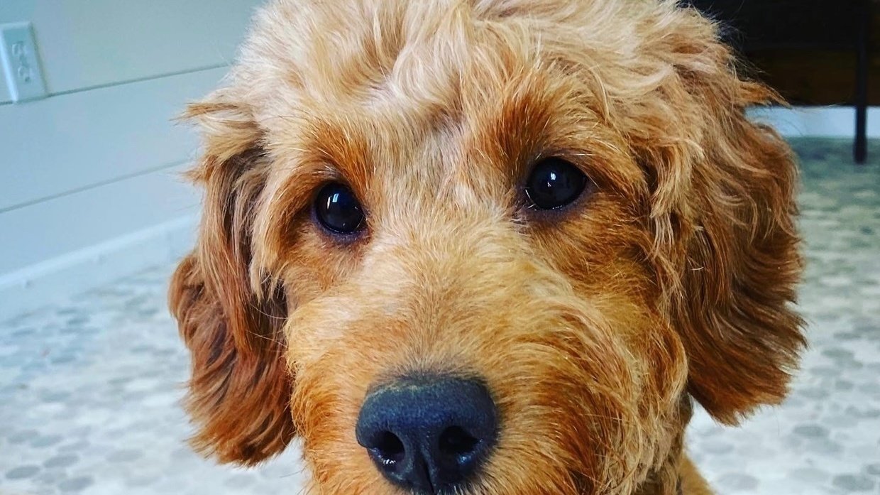 Petition · Dog park in Sioux Center · Change.org Petition · Dog park in Sioux Center · Change.org