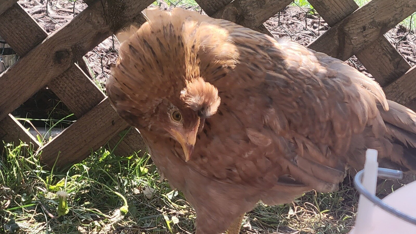 Petition · Allow South Park Township Residents to Keep Chickens as Pets ·