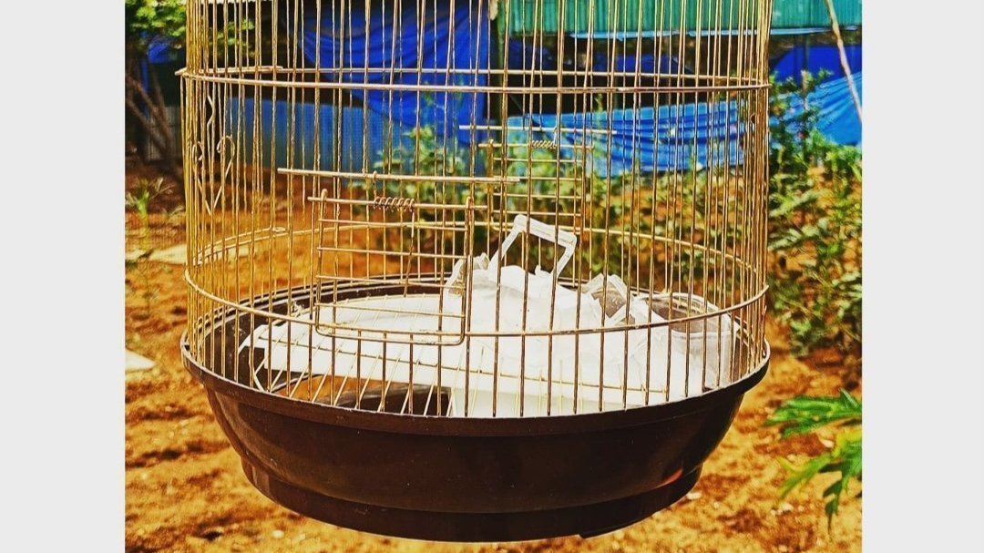 Petition · PLEASE DON'T CAGE BIRDS ·