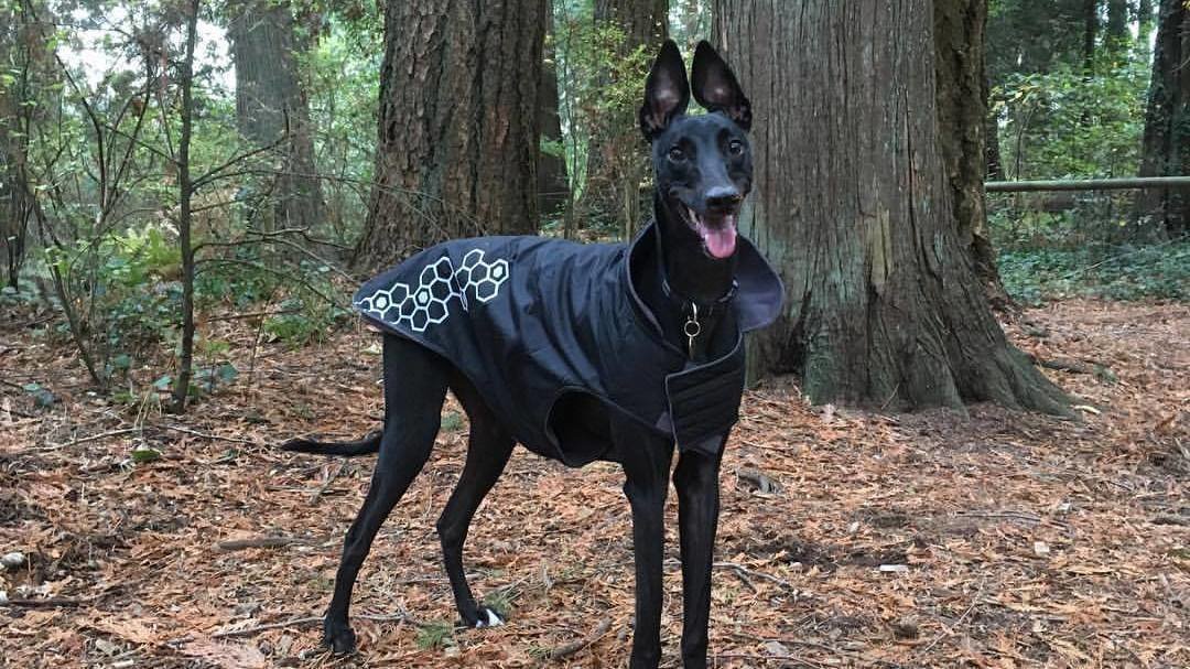 great dane water fountain