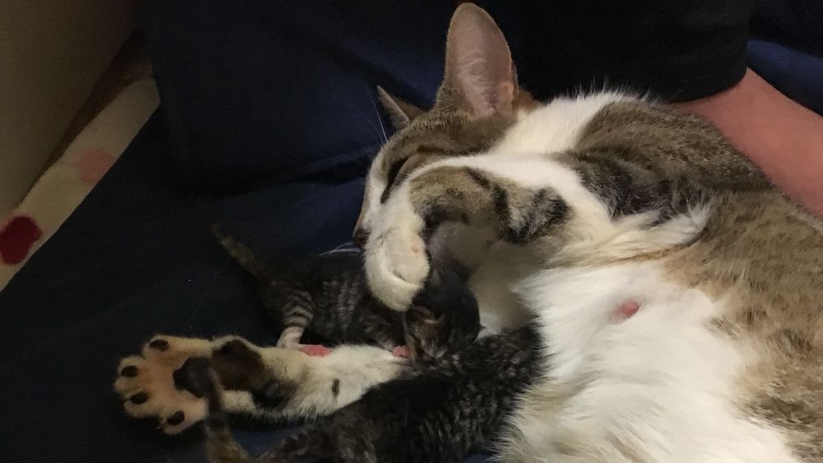 Petition · Make it legal to have all cats micro chipped and to be