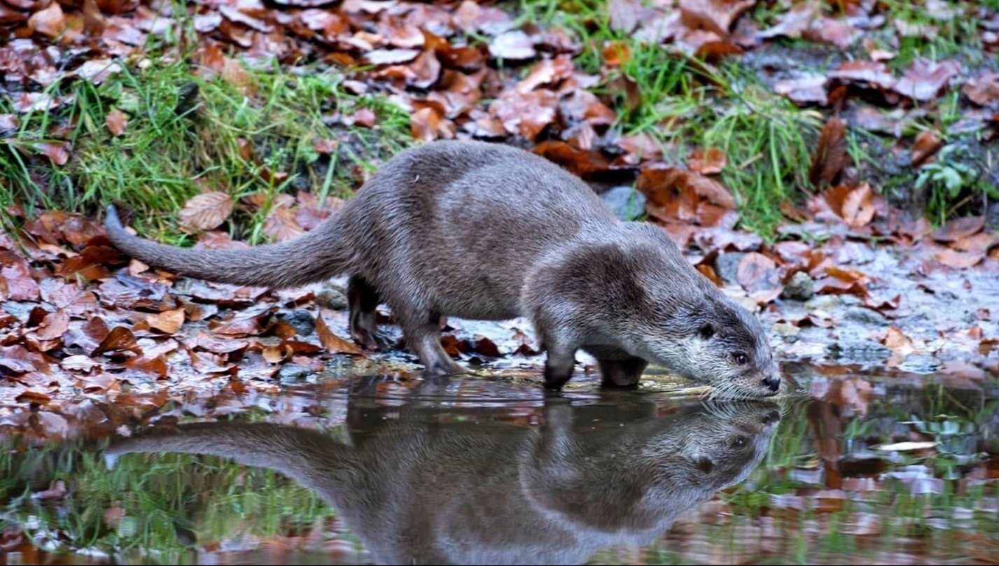 Petition · Advocate for Environmentally Friendly Alternatives to Road Salt ·