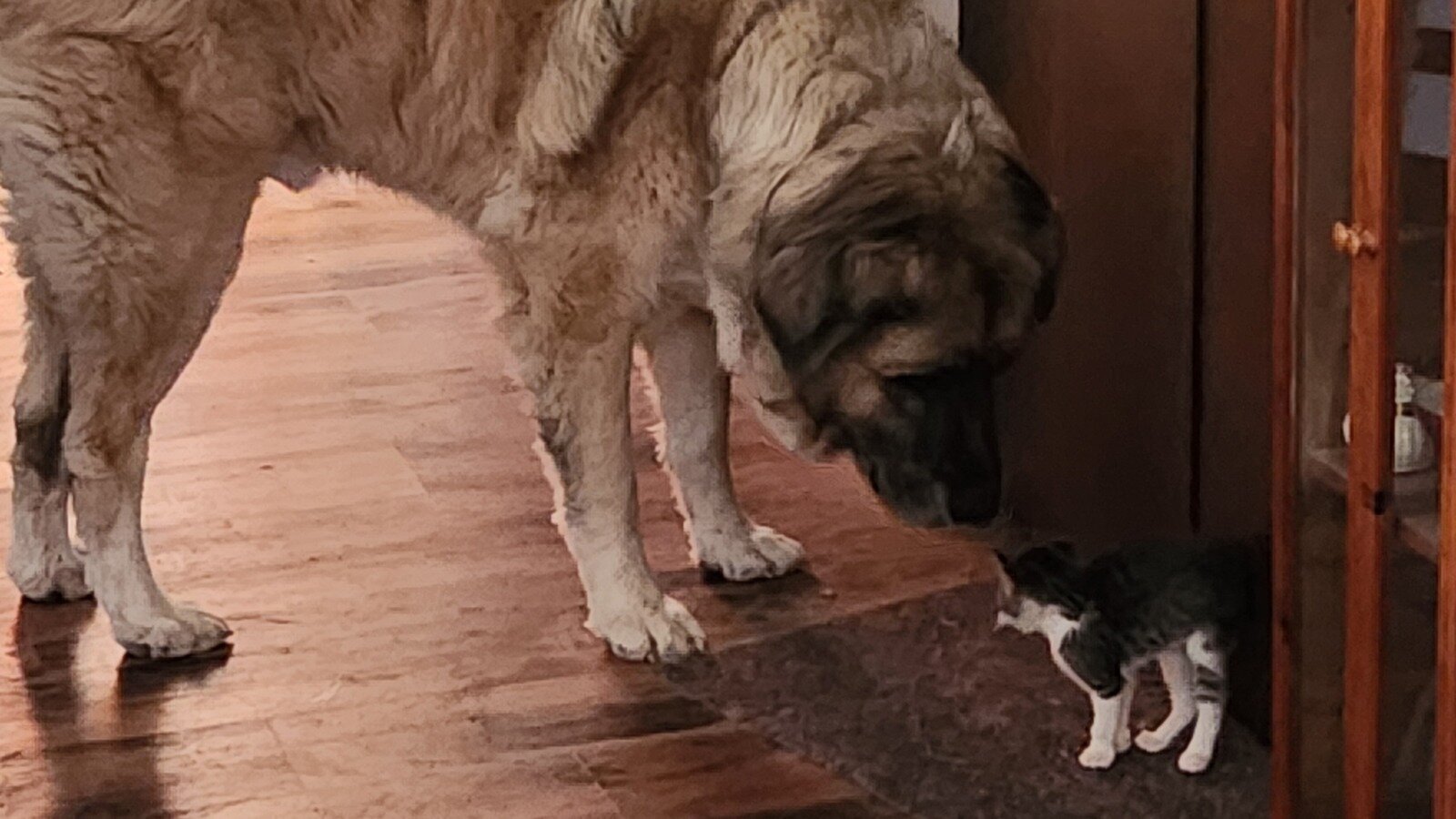 Petition · Review and Change Pet Ownership Limits in Montrose, Colorado