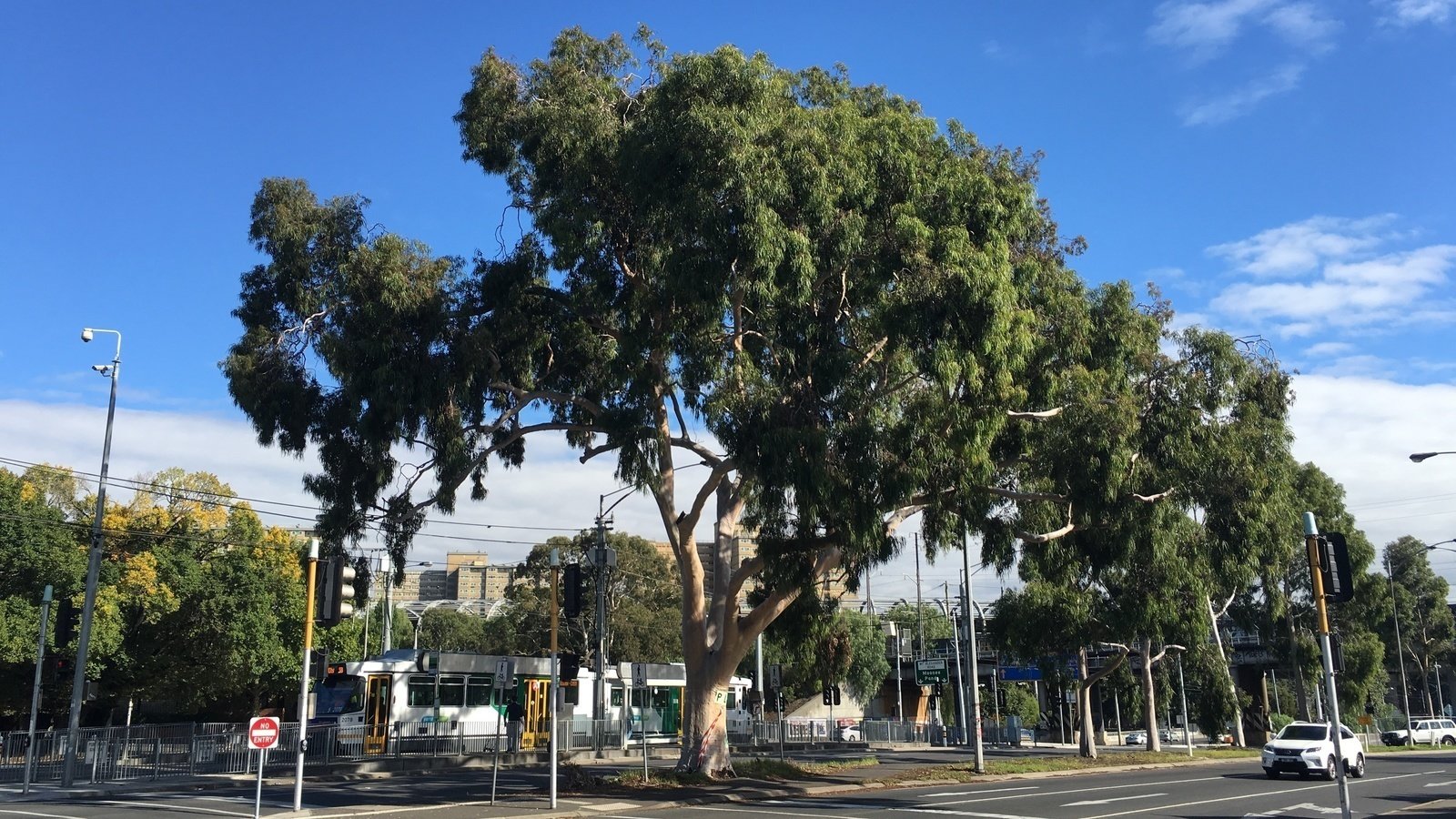 Petition · Our Lemonscented Gum is worth saving Melbourne, Australia