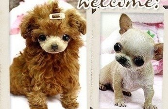 royal teacup puppies for sale