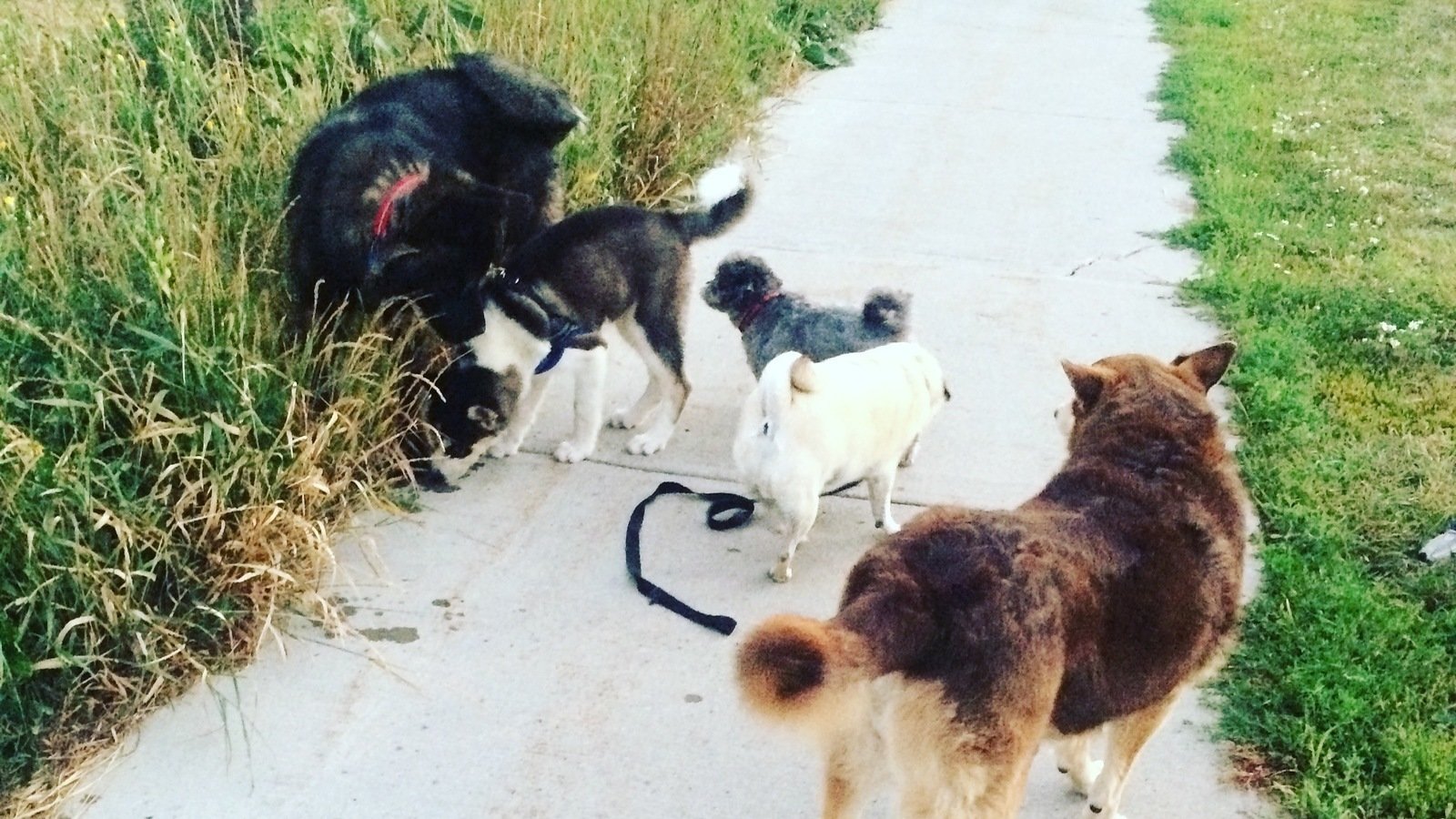 Petition · Fenced Dog Park in the Half Moon Bay/Barrhaven community