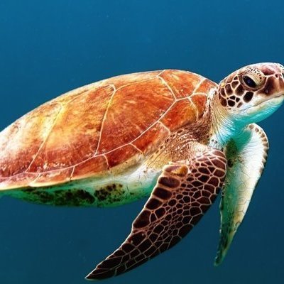 Topic 海洋生物 Change Org