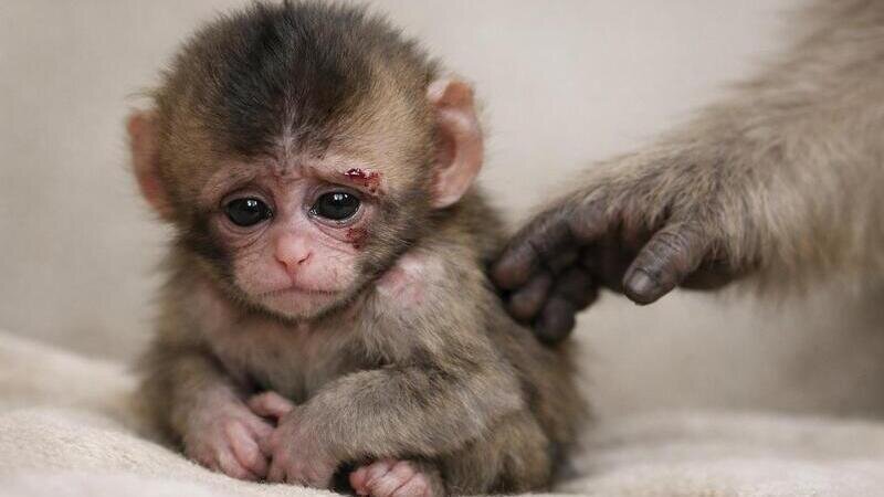Petition · End abuse of baby monkeys for entertainment ...