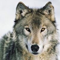 ChangeOrg profile picture for @wolf
