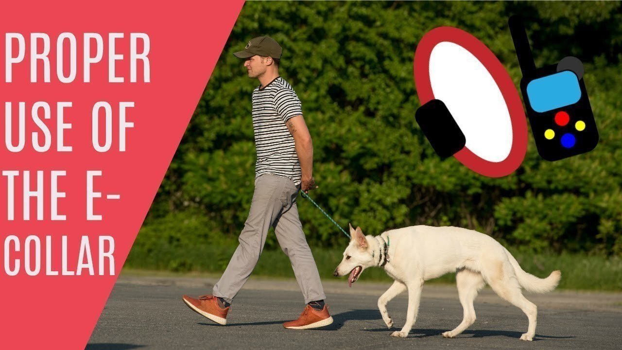 Petition · END THE ECOLLAR BAN IN WALES United Kingdom ·