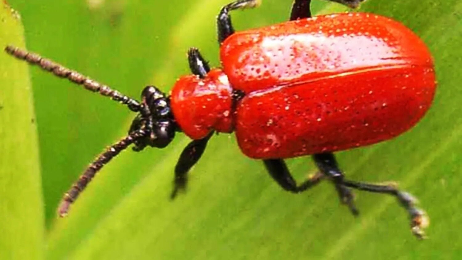 Shellac Lac Insects Petition · Nestle, Stop Using Shellac! - United States · Change.org