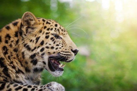Petition · Save Amur Leopards - They need YOU! · Change.org