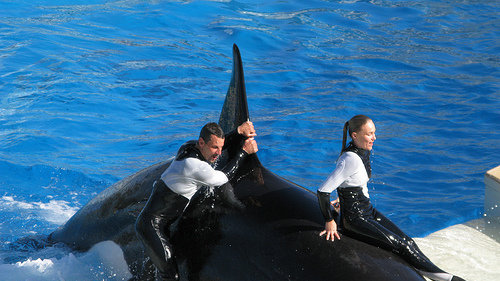 Petition · orca freedom - United Kingdom · Change.org