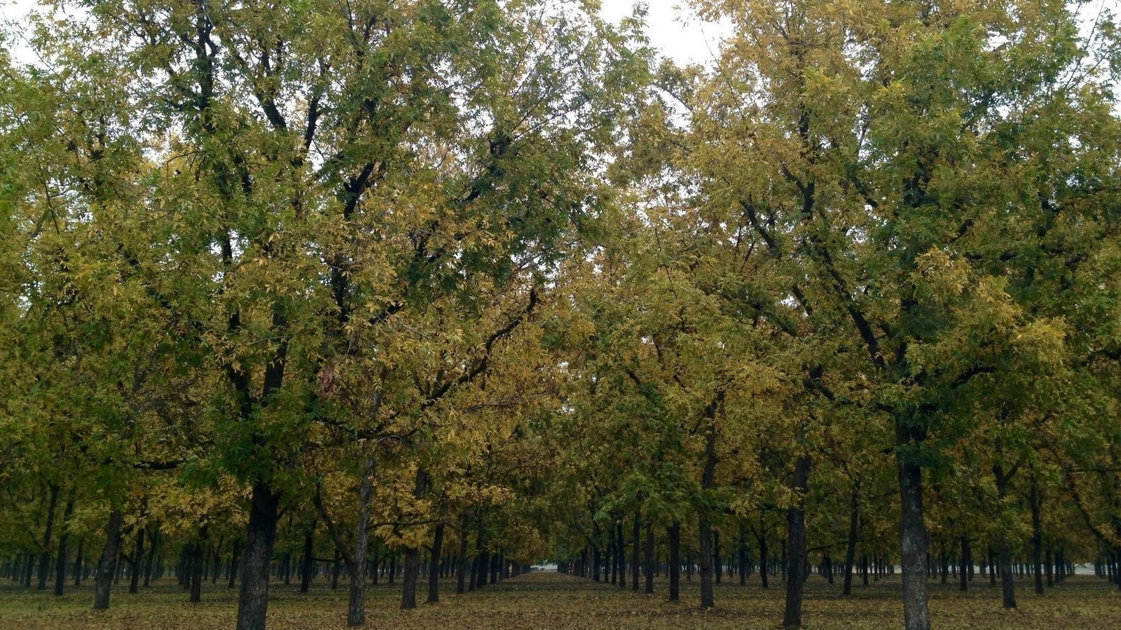 Petition · STOP THE OVER-DEVELOPMENT OF NORTHERN CLOVIS! (PECAN ORCHARD ...