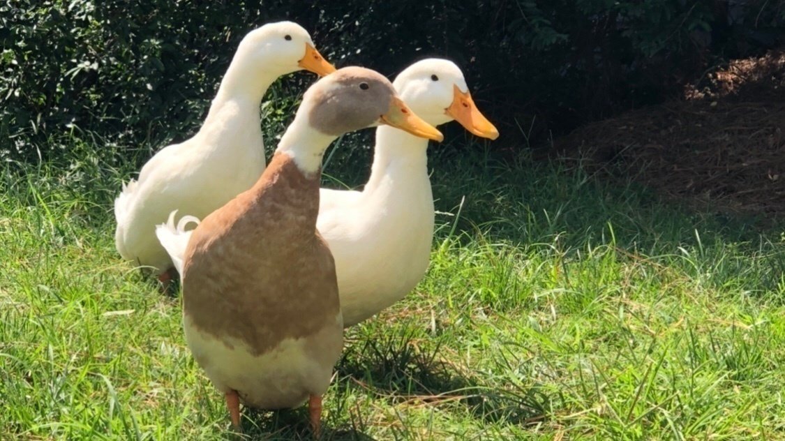 Petition · Ducks to be obtain “pet” status in Chesapeake, VA United