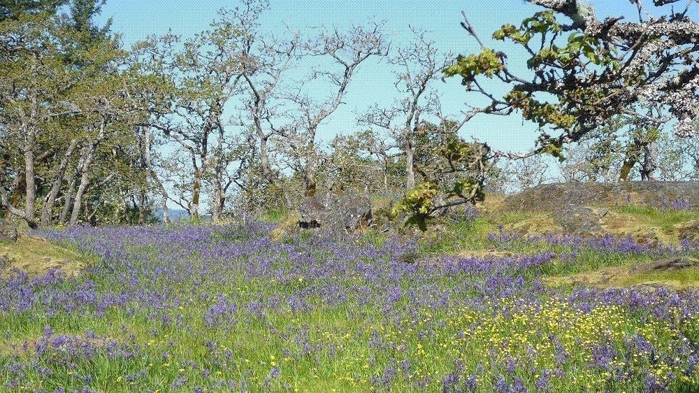 Petition · Revise the Saanich EDPA Bylaw Canada ·