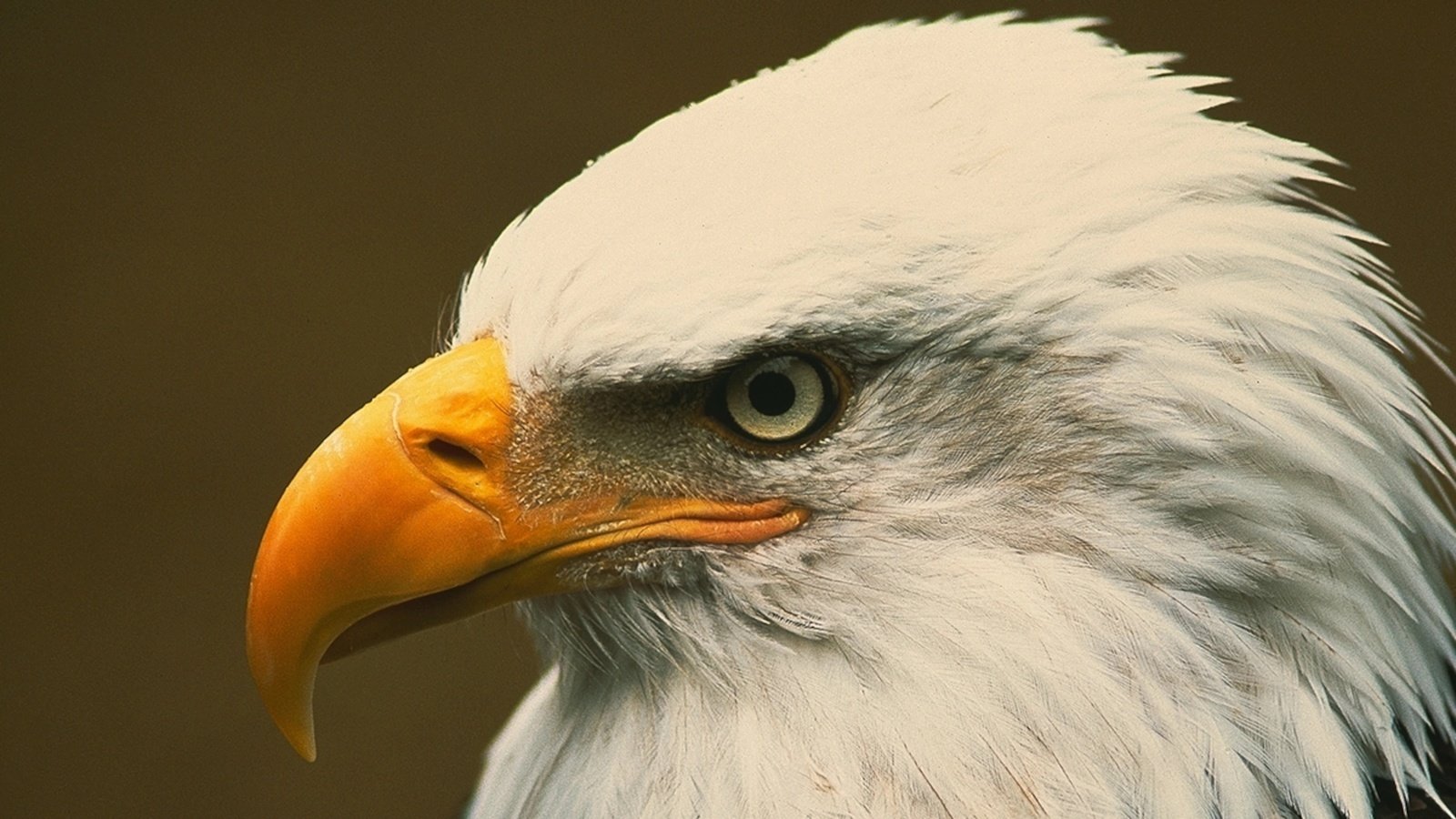 Petition · Extinction of the Bald Eagle United States ·