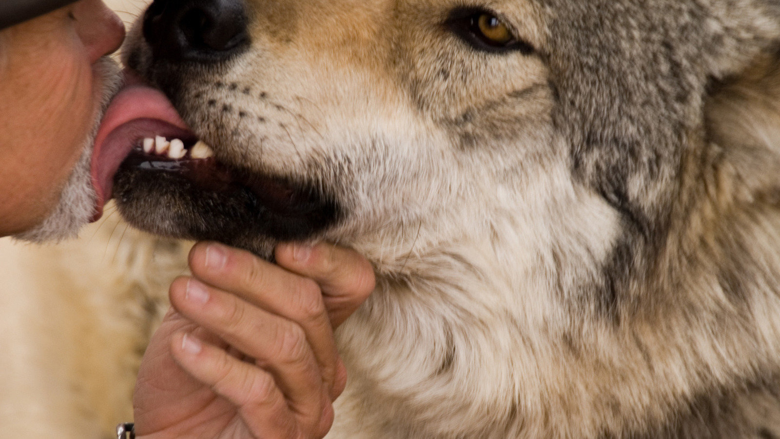 A Wolf Rapping Petition · Stop Wolf Trapping in Montana - United States · Change.org
