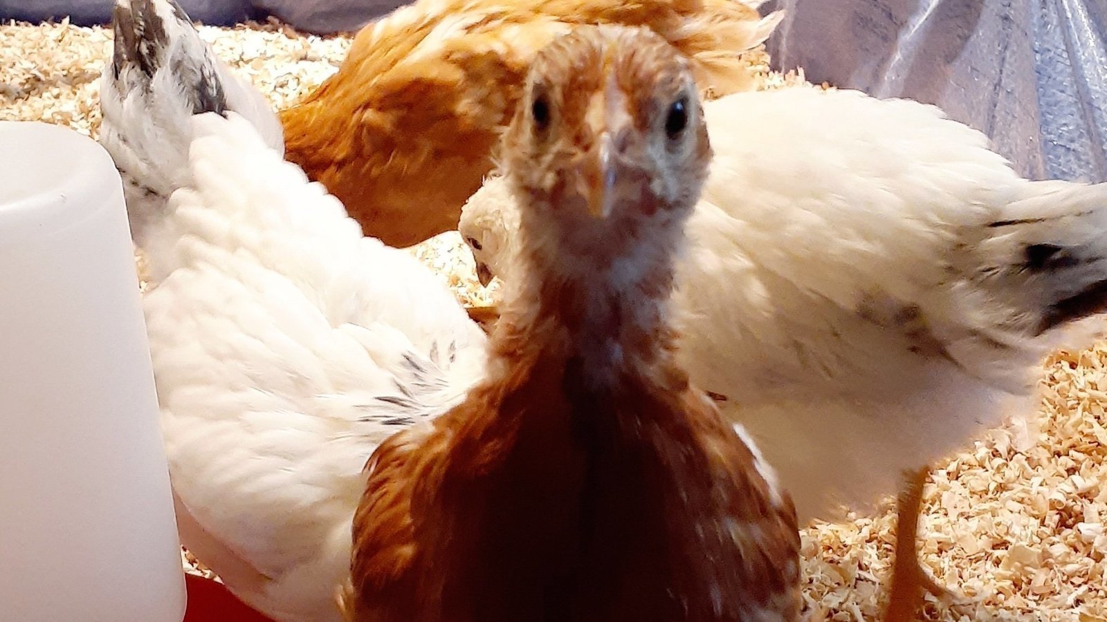 Petition · Allow Backyard Chickens in Champlin, MN United States