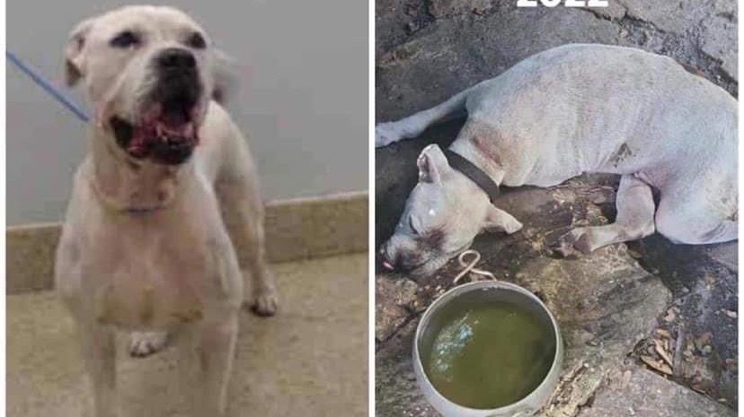 animal control miami ok