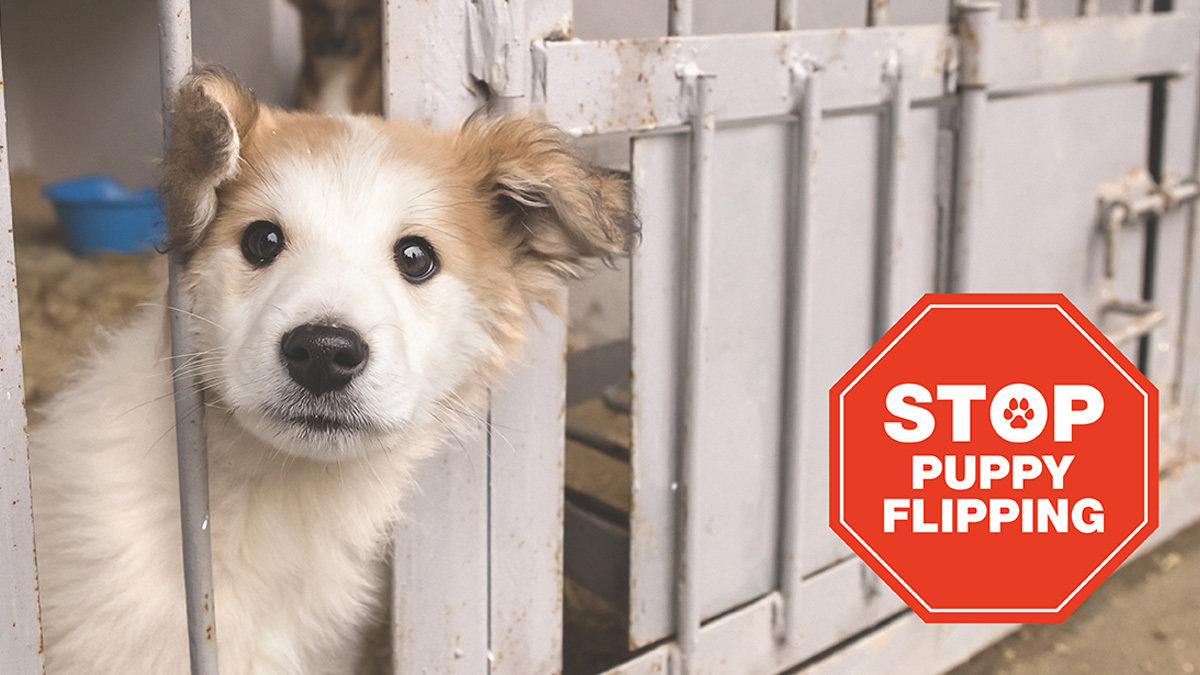 Petition · Make Puppy Flipping Illegal! ·