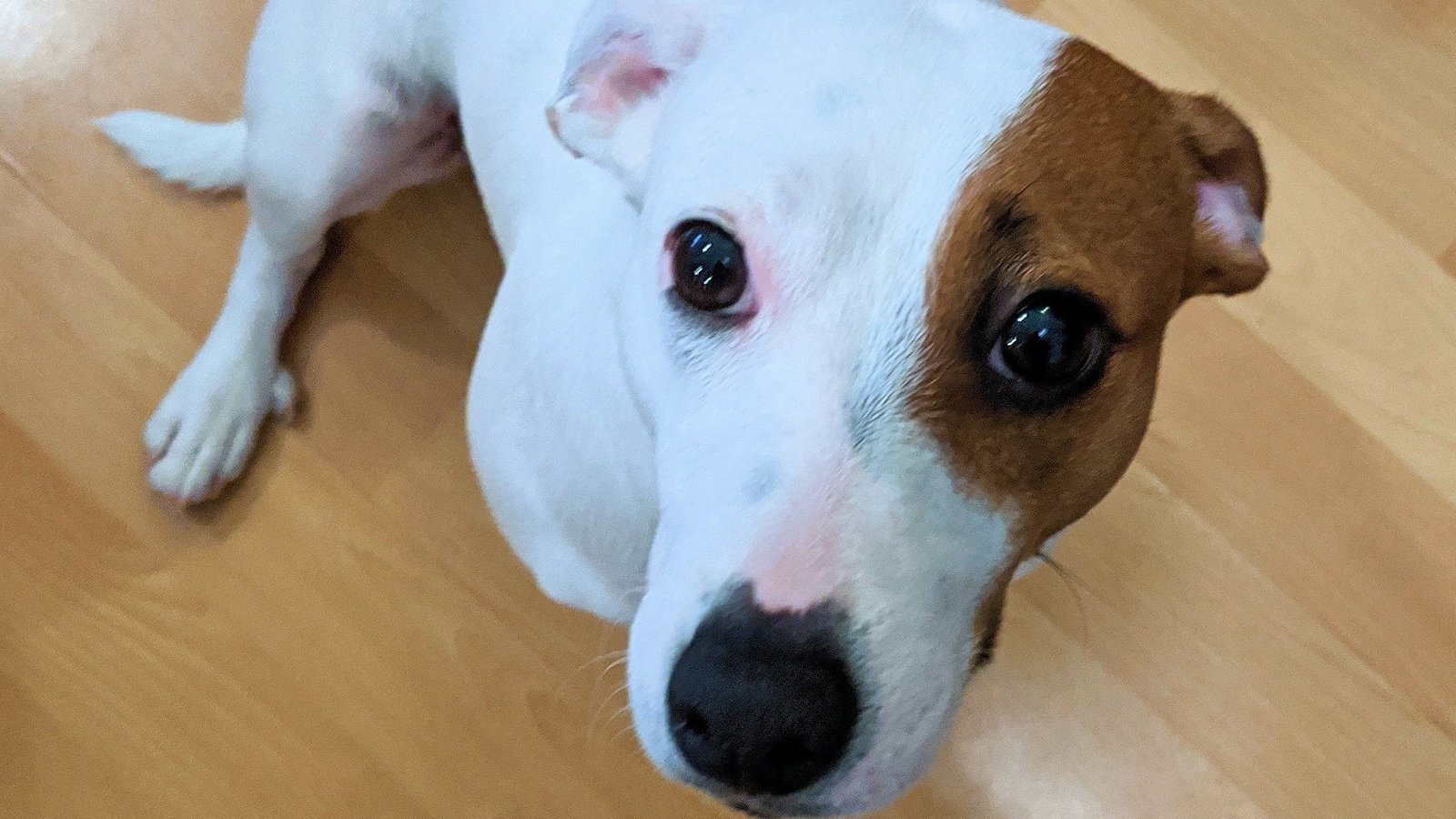 Pétition · Droit à l'adoption d’animaux en refuge pendant