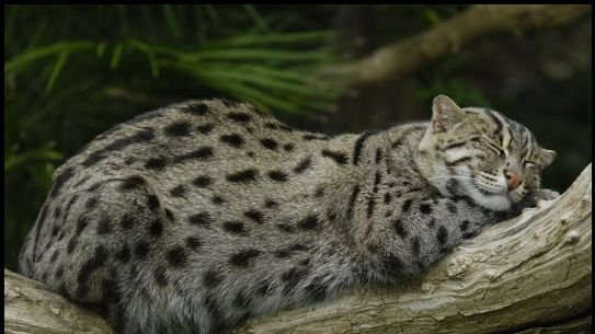 Petition Update Le Chat Viverrin Change Org