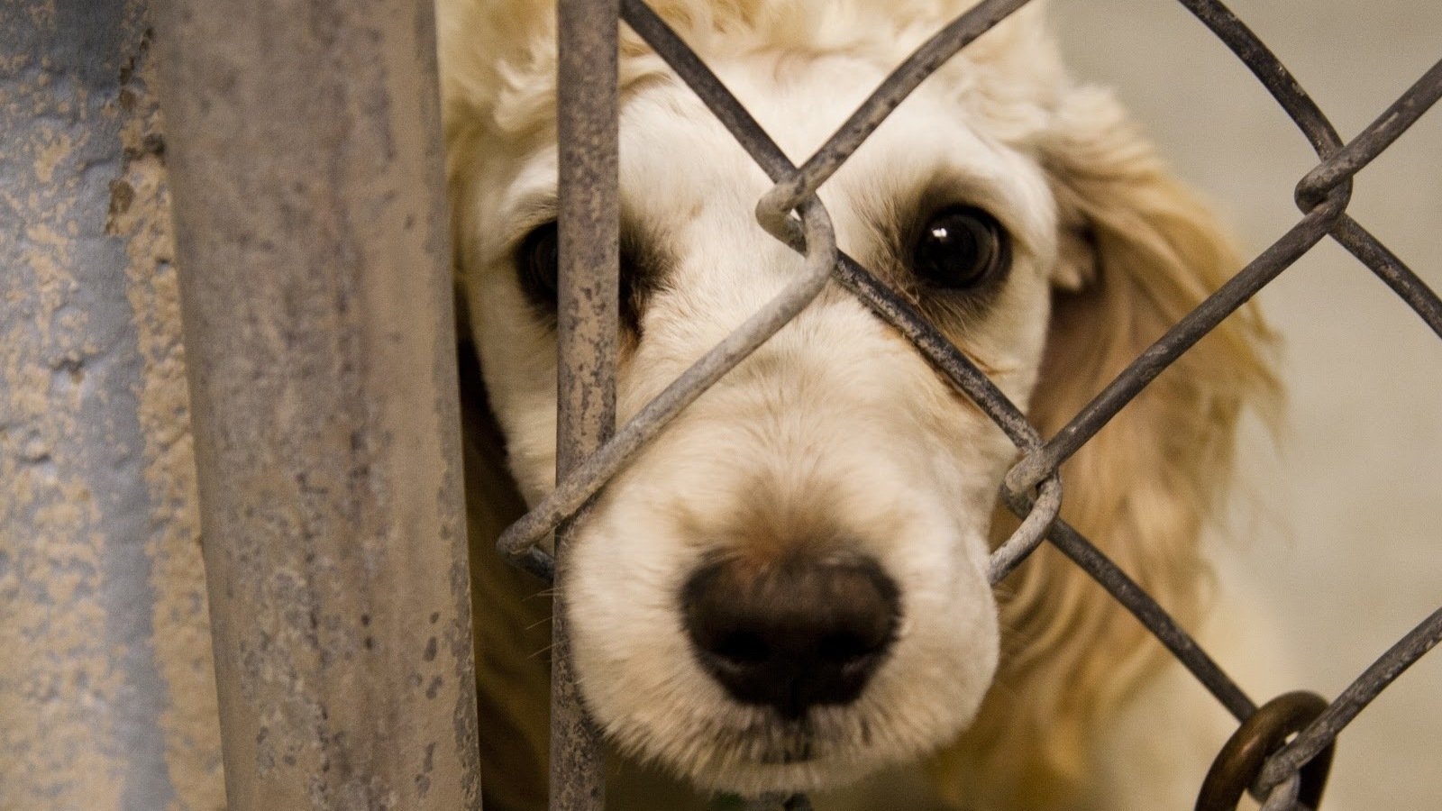 Petition · Stop Kill Shelters ·
