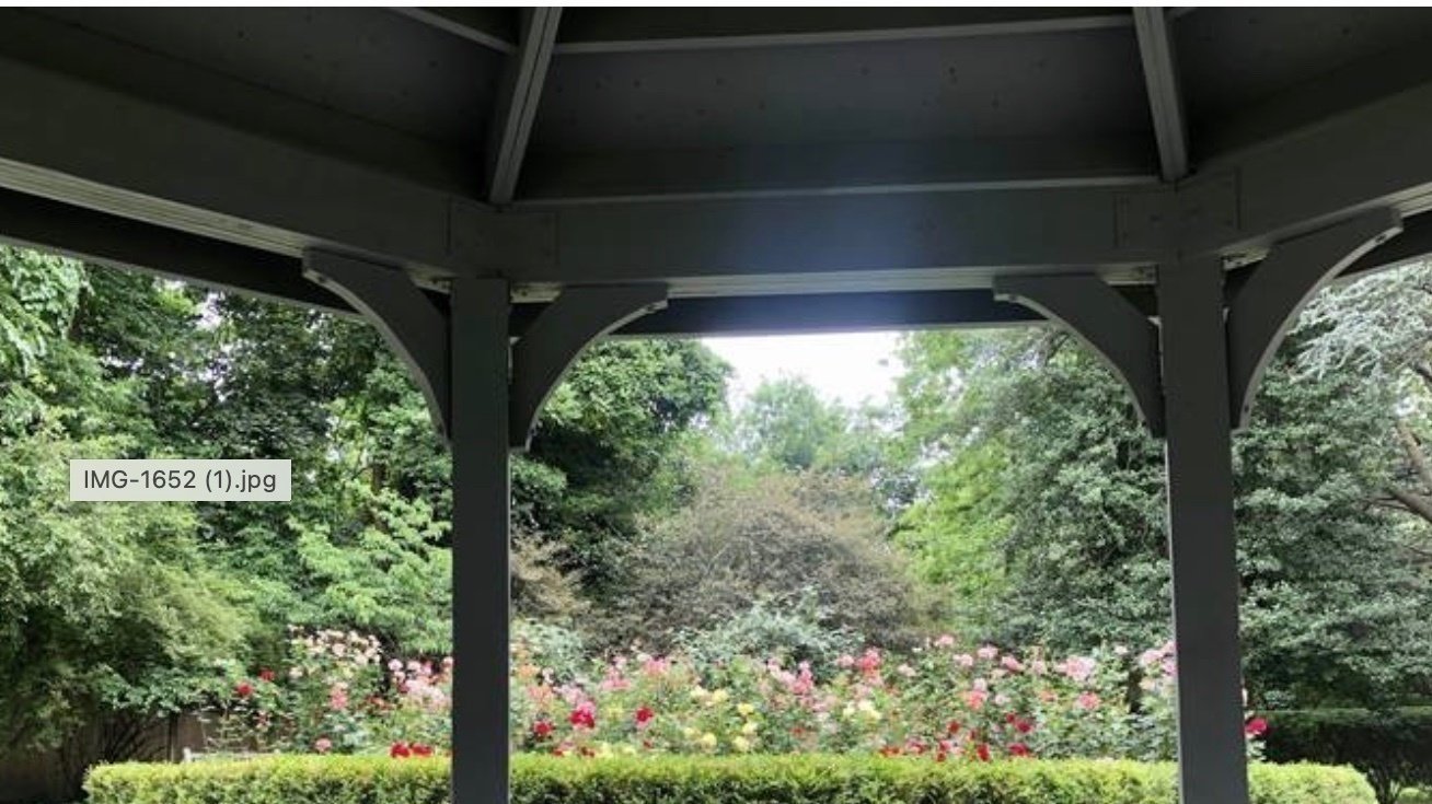 Taylor Park Rose Garden