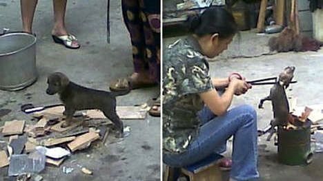 Petition · Stop china from cooking dogs ALIVE! - Australia · Change.org
