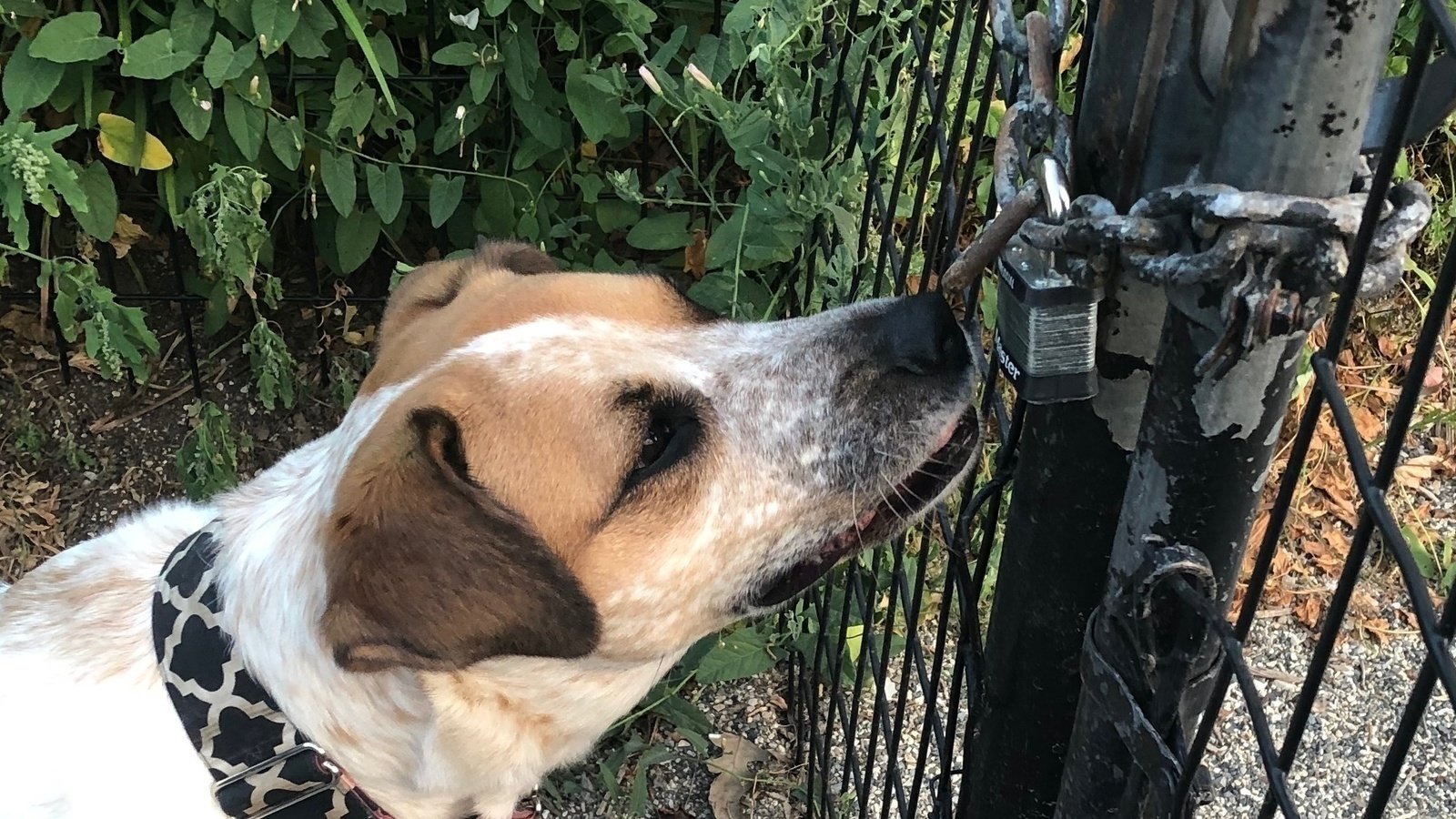 Petition · Open NYC dog runs ·