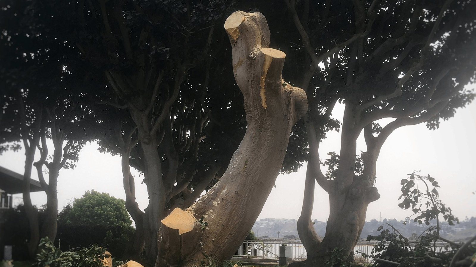 Petition · Halt the needless destruction of halfcentury old Coral