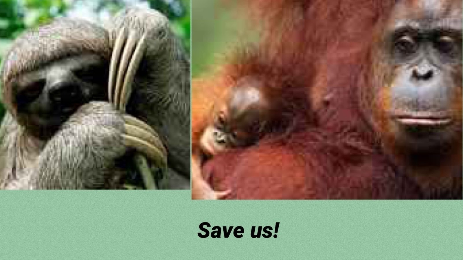 Petition · Save the sloths and orangutans - Australia · Change.org