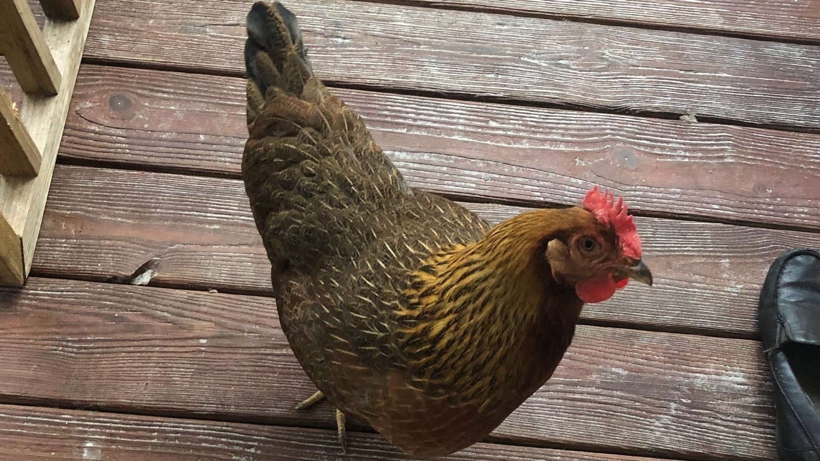 Petition · Allow Hens in City Limits of Poplar Bluff United States