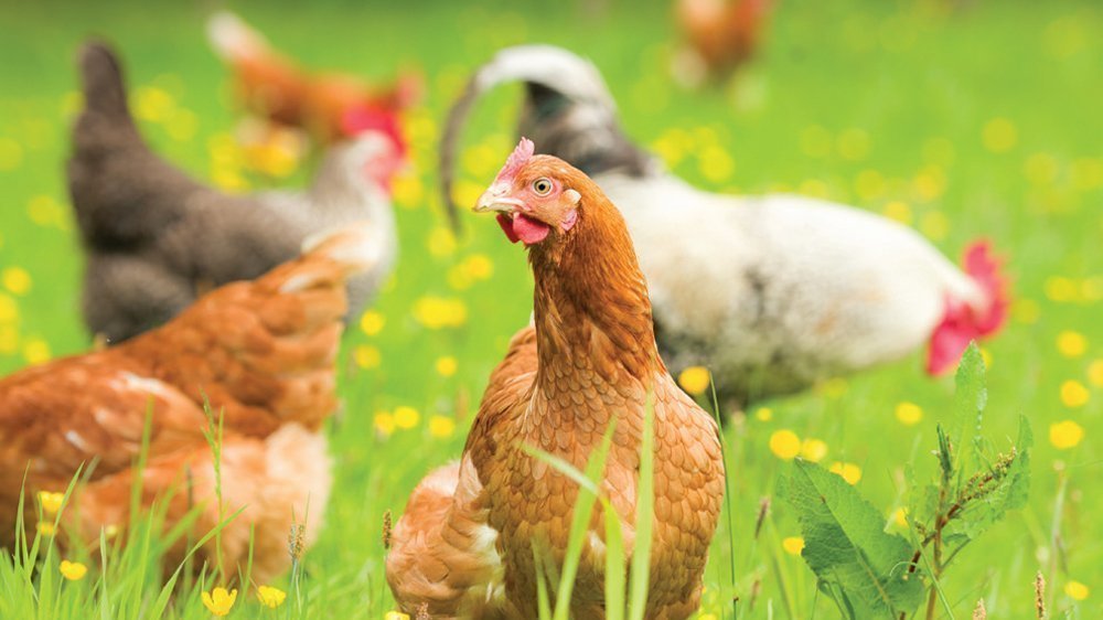 Petition · Allow Backyard Chickens in Palmer, Michigan. Richmond Township, United States