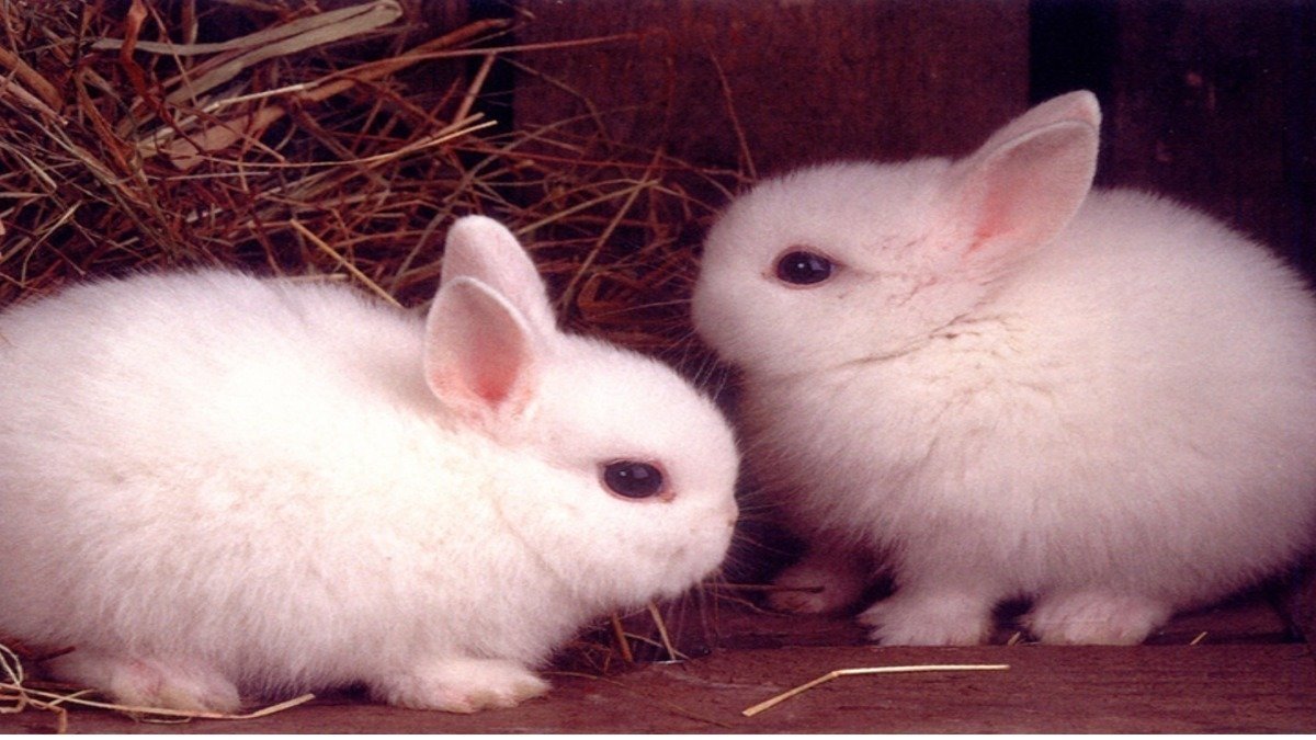 Petition · Stop killing baby bunnies United States ·
