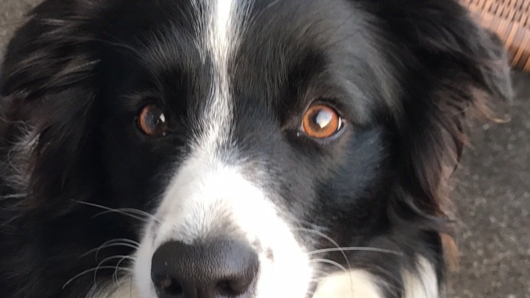 Petition · Create Pet Insurance Hold when moving abroad ·