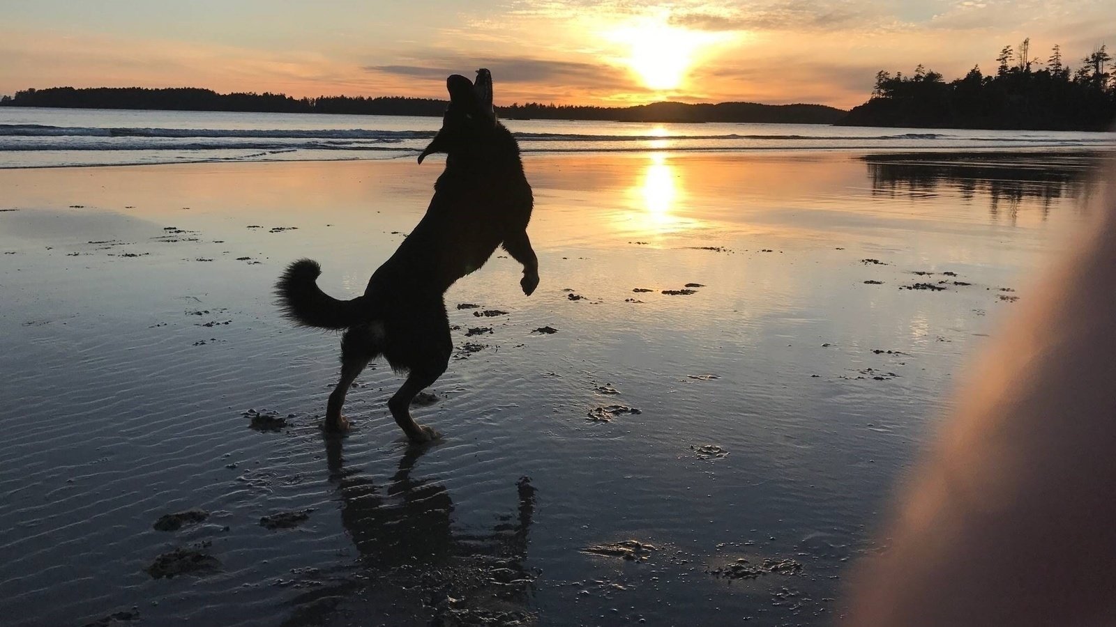 Petition · Prevent Council from shutting down Crab Apple Workers