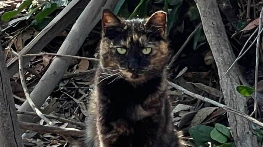 Petition · Tell board of directors to leave the cat's feeding schedule