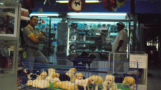 Petición · Prohíban la venta DEFINITIVA de animales en Bazar Pericoapa