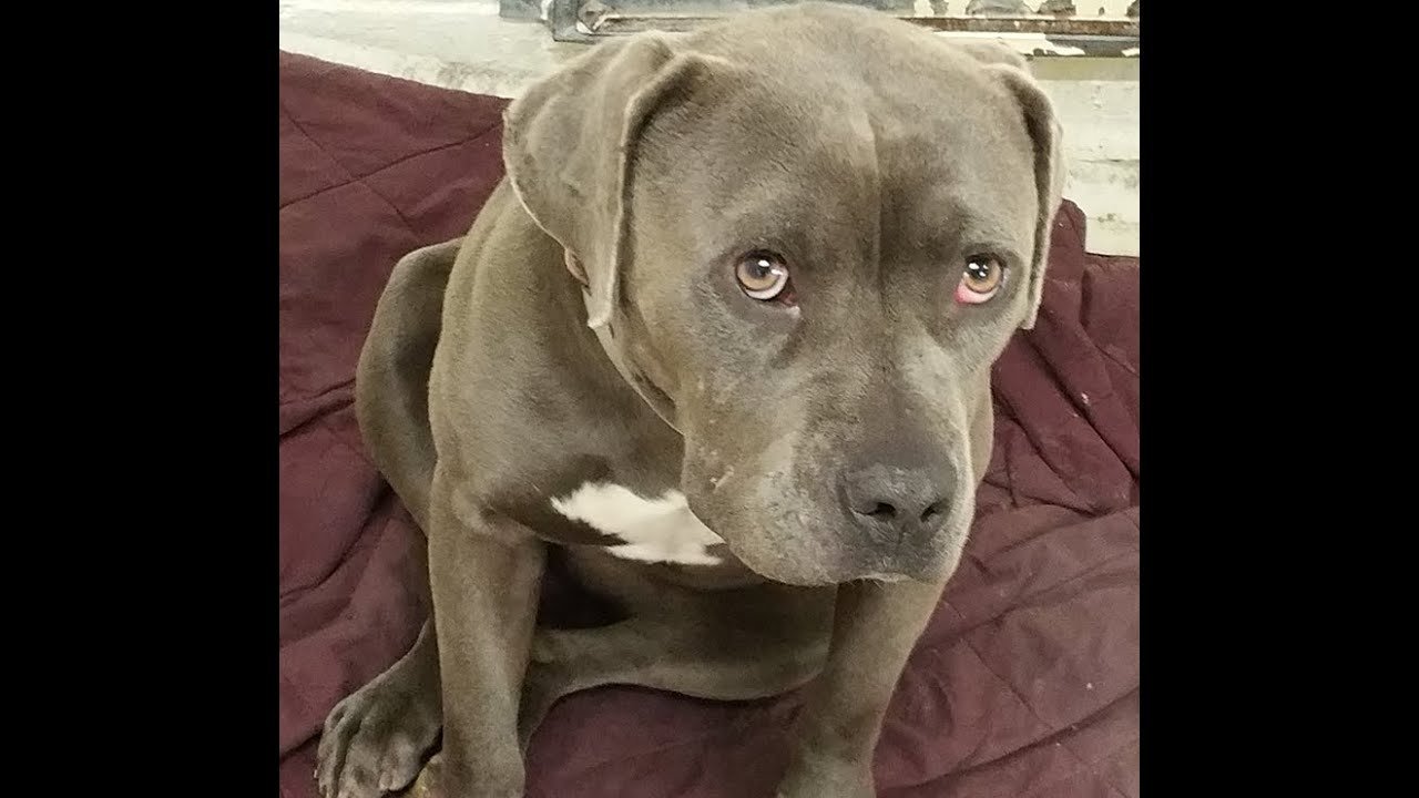 Petition · Scrapping banned breeds in the Dangerous Dogs Act 1991 and save dog's lives United