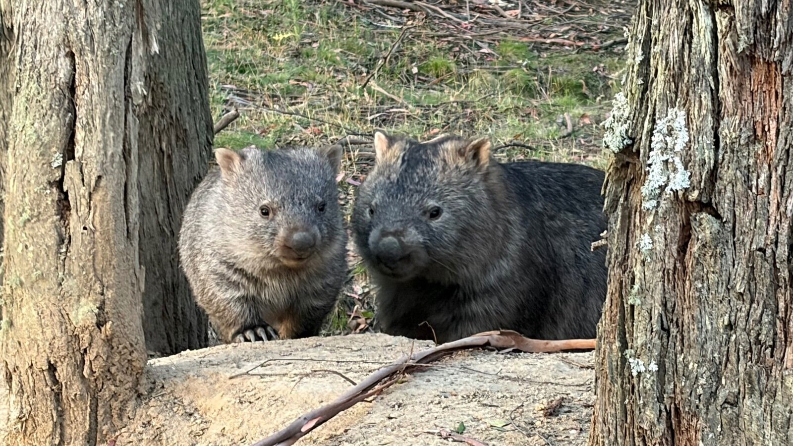 Petition · Save the Glenbog Wombats from being buried alive ...