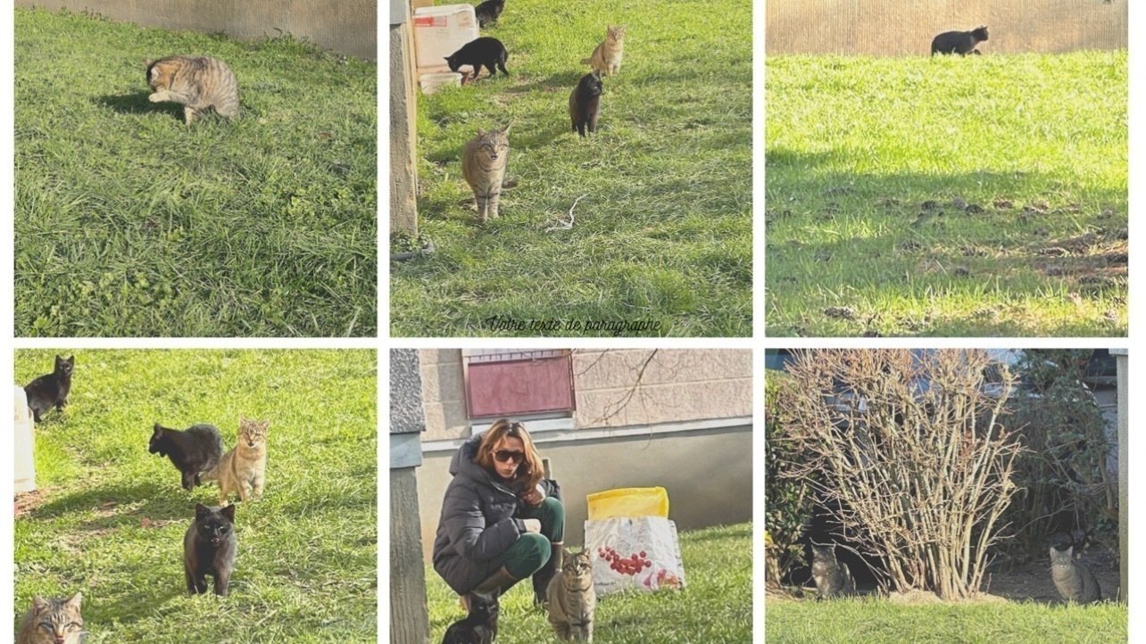 Pétition · Stop Arrêt immédiat des animaux en vente sur le bon coin