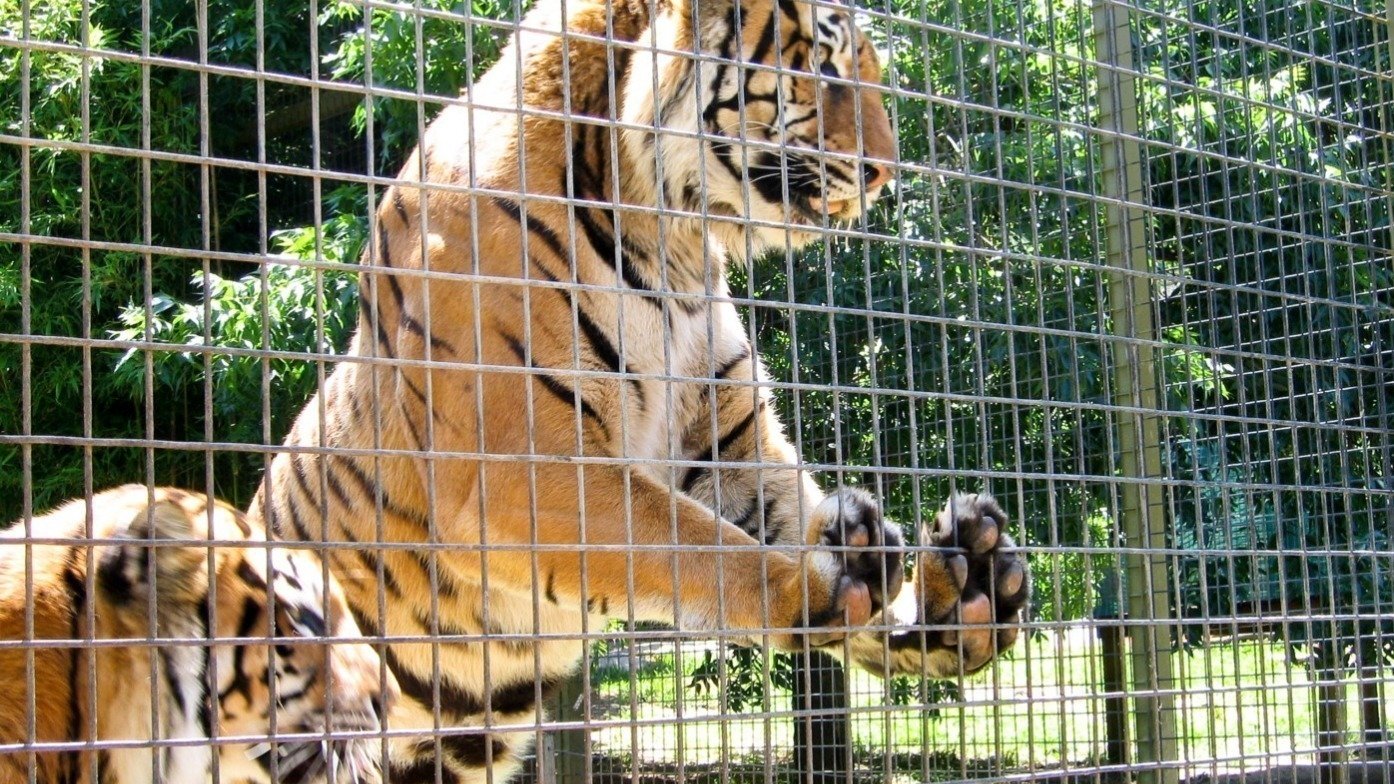 Petition · Save Animals from zoos. Why You Should Ban Zoos South