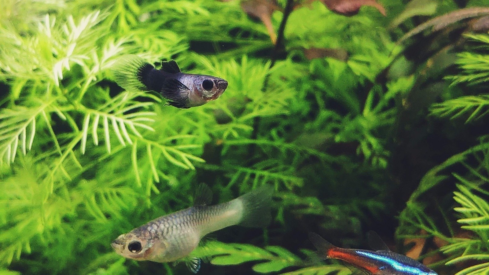 Petition · Creating a LowMaintenance Guppy Aquarium? Here's the Best